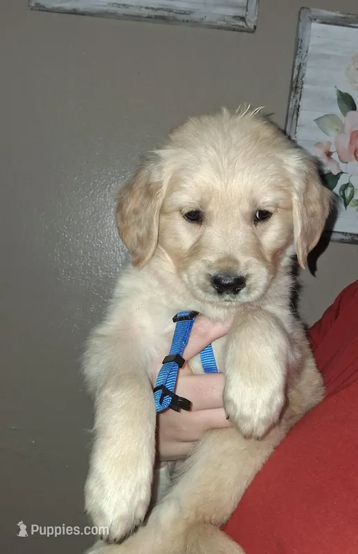 AKC Blue – Golden Retriever puppy for sale in Klamath Falls, OR