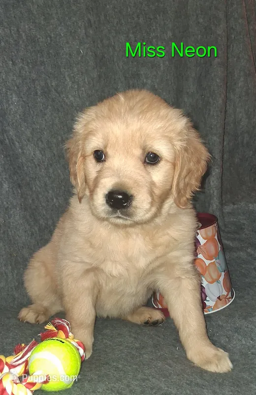 Neon Girl AKC – Golden Retriever puppy for sale in Klamath Falls, OR