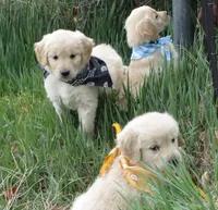 AKC BLUE BOY, a male Golden Retriever for sale in Klamath Falls, OR – Photo 7 of 9