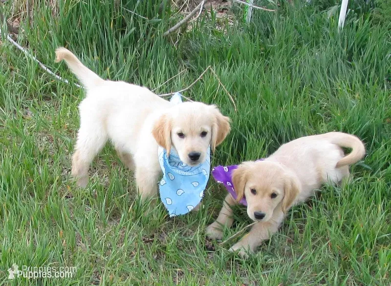 AKC BLUE BOY-12 weeks – Golden Retriever puppy for sale in Klamath Falls, OR