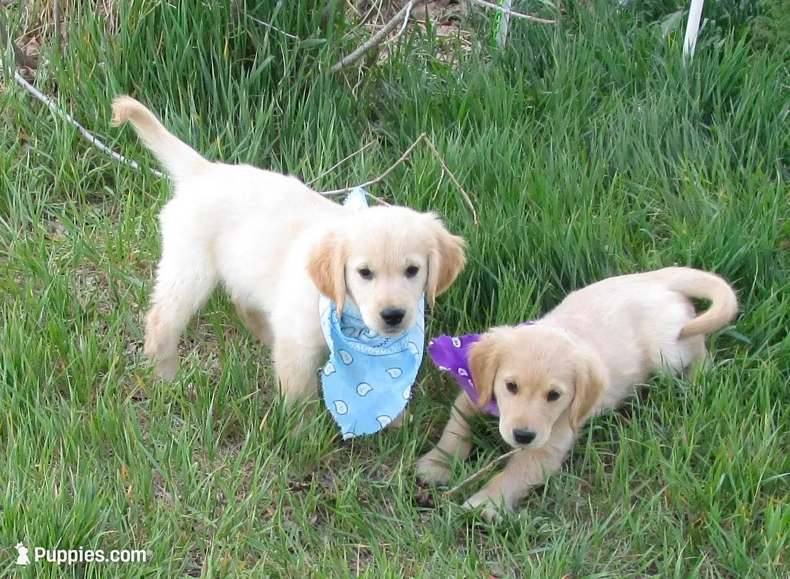AKC BLUE BOY-12 weeks, a male Golden Retriever for sale in Klamath Falls, OR – 1 of 10
