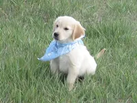AKC BLUE BOY, a male Golden Retriever for sale in Klamath Falls, OR – 2 of 10