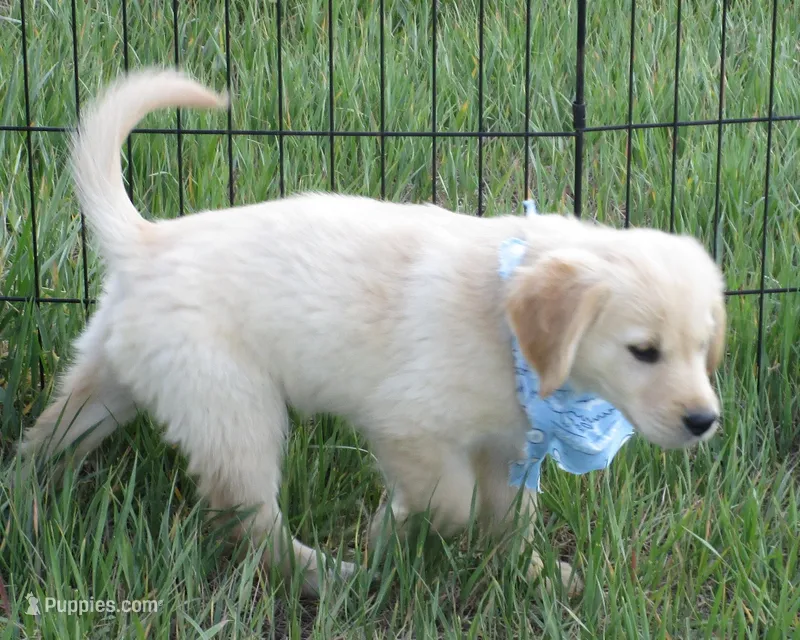AKC BLUE BOY, a male Golden Retriever for sale in Klamath Falls, OR – 1 of 10