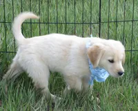 AKC BLUE BOY, a male Golden Retriever for sale in Klamath Falls, OR – 1 of 10