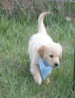 AKC BLUE BOY, a male Golden Retriever for sale in Klamath Falls, OR – 3 of 10