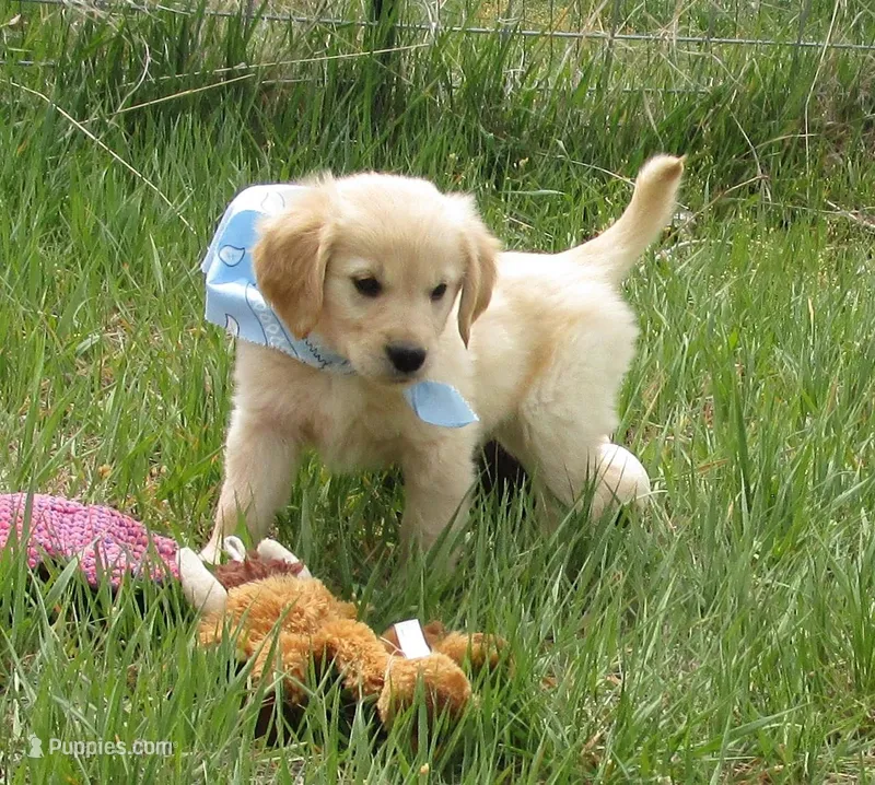 AKC BLUE BOY – Golden Retriever puppy for sale in Klamath Falls, OR