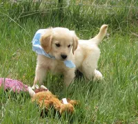 AKC BLUE BOY, a male Golden Retriever for sale in Klamath Falls, OR – Photo 1 of 9