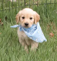 AKC BLUE BOY, a male Golden Retriever for sale in Klamath Falls, OR – Photo 6 of 9