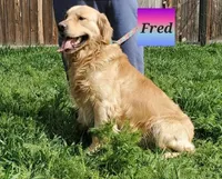 AKC BLUE BOY, a male Golden Retriever for sale in Klamath Falls, OR – Photo 9 of 9