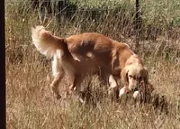 AKC BLUE BOY, a male Golden Retriever for sale in Klamath Falls, OR – Photo 8 of 9