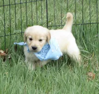 AKC BLUE BOY, a male Golden Retriever for sale in Klamath Falls, OR – Photo 4 of 9