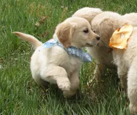 AKC BLUE BOY, a male Golden Retriever for sale in Klamath Falls, OR – Photo 3 of 9