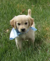 AKC BLUE BOY, a male Golden Retriever for sale in Klamath Falls, OR – Photo 2 of 9