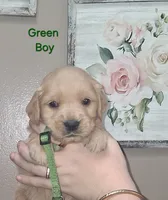 AKC Green, a male Golden Retriever for sale in Klamath Falls, OR – 1 of 4