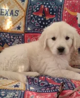 AKC BIRCH, a male Golden Retriever for sale in Klamath Falls, OR – 2 of 3