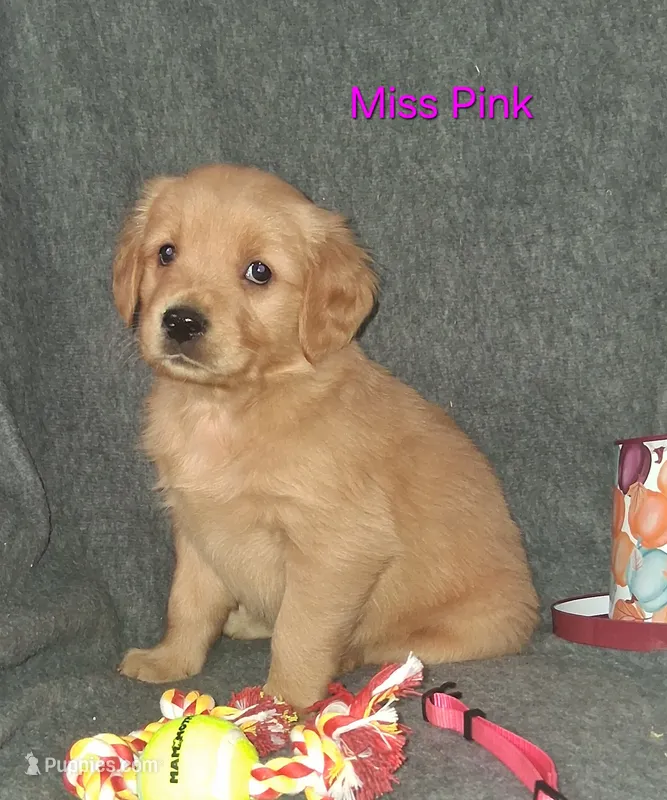 PINK AKC – Golden Retriever puppy for sale in Klamath Falls, OR