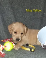 Yellow AKC, a female Golden Retriever for sale in Klamath Falls, OR – 6 of 10