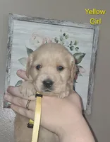 Yellow AKC, a female Golden Retriever for sale in Klamath Falls, OR – 2 of 6