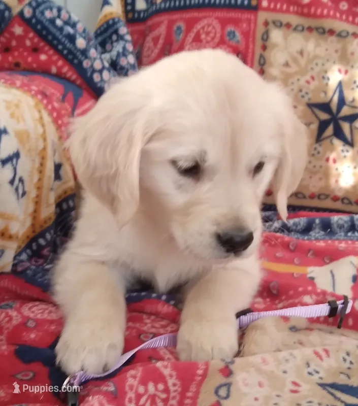 AKC SWEET PEA, a female Golden Retriever for sale in Klamath Falls, OR – 1 of 3