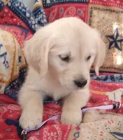 AKC SWEET PEA, a female Golden Retriever for sale in Klamath Falls, OR – 1 of 3