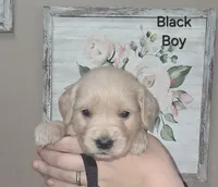AKC Black, a male Golden Retriever for sale in Klamath Falls, OR – 2 of 5