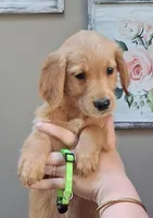AKC Miss Neon, a female Golden Retriever for sale in Klamath Falls, OR – 3 of 4