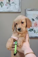 AKC Miss Neon, a female Golden Retriever for sale in Klamath Falls, OR – 4 of 4