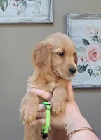AKC Miss Neon, a female Golden Retriever for sale in Klamath Falls, OR – 1 of 4