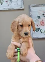 AKC Miss Neon, a female Golden Retriever for sale in Klamath Falls, OR – 2 of 4