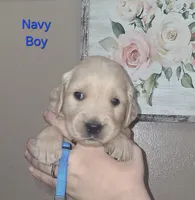 AKC Blue, a male Golden Retriever for sale in Klamath Falls, OR – 2 of 6