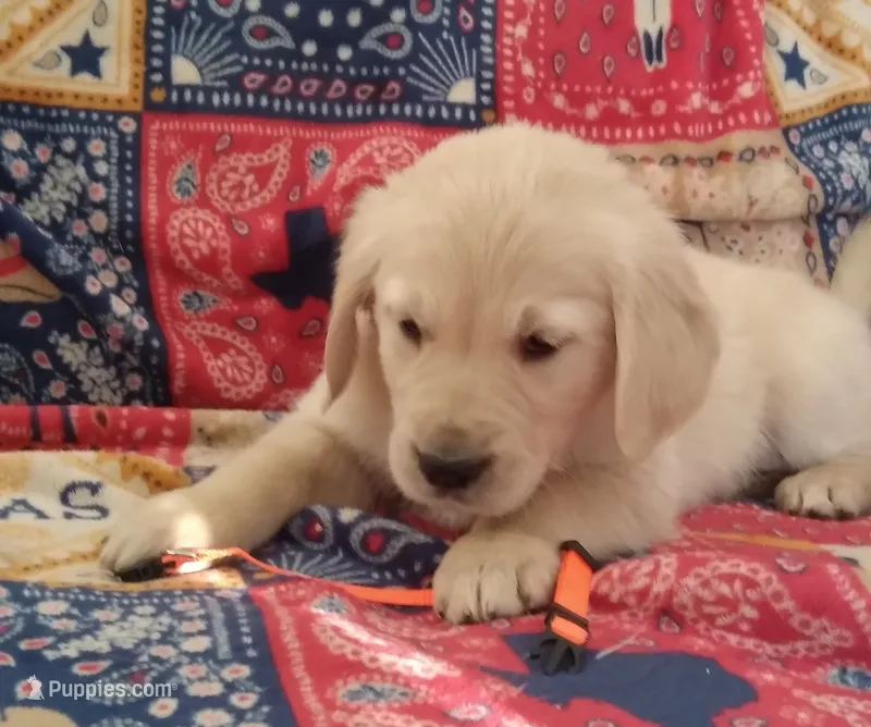 AKC PUMPKIN, a female Golden Retriever for sale in Klamath Falls, OR – 1 of 3
