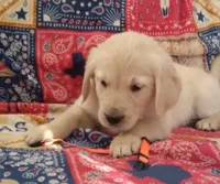 AKC PUMPKIN, a female Golden Retriever for sale in Klamath Falls, OR – 1 of 3
