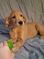 AKC Miss Neon, a female Golden Retriever for sale in Klamath Falls, OR – 2 of 10