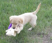 AKC PURPLE GIRL, a female Golden Retriever for sale in Klamath Falls, OR – 4 of 10