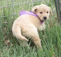 AKC PURPLE GIRL, a female Golden Retriever for sale in Klamath Falls, OR – Photo 3 of 4