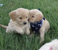 AKC PURPLE GIRL, a female Golden Retriever for sale in Klamath Falls, OR – Photo 4 of 4