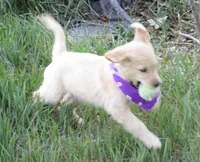 AKC PURPLE GIRL, a female Golden Retriever for sale in Klamath Falls, OR – 3 of 10