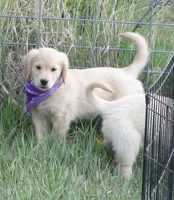 AKC PURPLE GIRL, a female Golden Retriever for sale in Klamath Falls, OR – 2 of 10