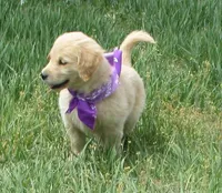 AKC PURPLE GIRL, a female Golden Retriever for sale in Klamath Falls, OR – 7 of 10