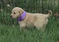 AKC PURPLE GIRL, a female Golden Retriever for sale in Klamath Falls, OR – Photo 2 of 4