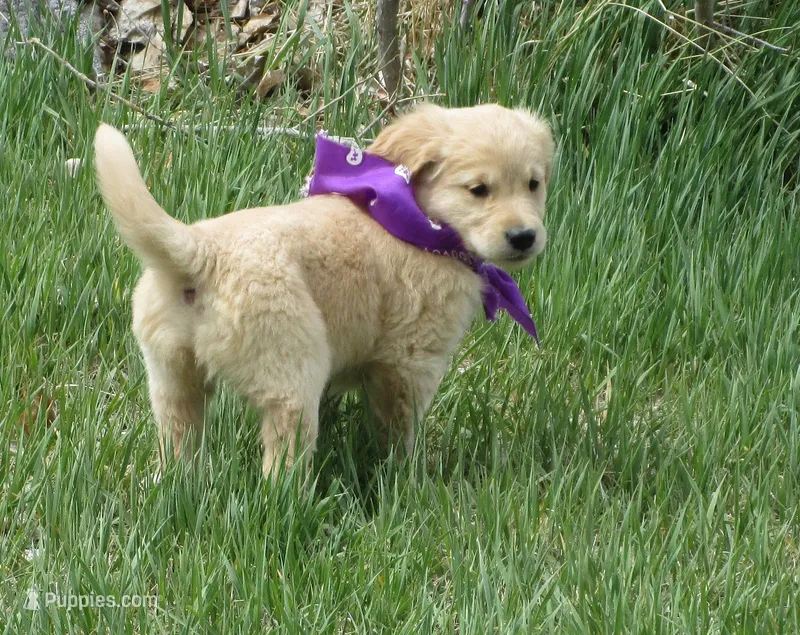 AKC PURPLE GIRL – Golden Retriever puppy for sale in Klamath Falls, OR