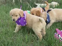 AKC PURPLE GIRL, a female Golden Retriever for sale in Klamath Falls, OR – Photo 1 of 4
