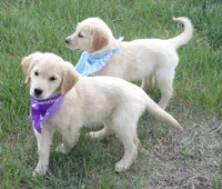AKC PURPLE GIRL, a female Golden Retriever for sale in Klamath Falls, OR – 1 of 10