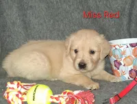 AKC Red, a female Golden Retriever for sale in Klamath Falls, OR – 1 of 8