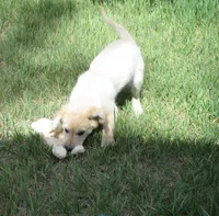 AKC BLUE BOY-12 weeks, a male Golden Retriever for sale in Klamath Falls, OR – 4 of 9