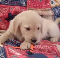 AKC PUMPKIN, a female Golden Retriever for sale in Klamath Falls, OR – 2 of 3