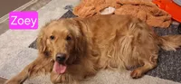 AKC Black, a male Golden Retriever for sale in Klamath Falls, OR – 4 of 5