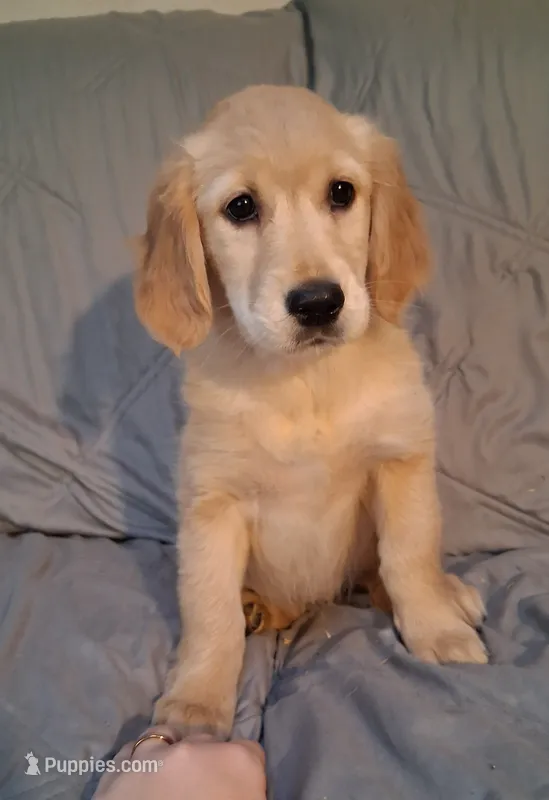 AKC Yellow Girl – Golden Retriever puppy for sale in Klamath Falls, OR