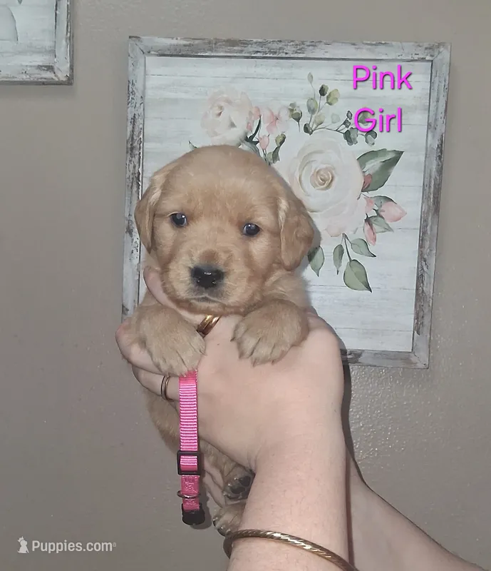 PINK AKC – Golden Retriever puppy for sale in Klamath Falls, OR