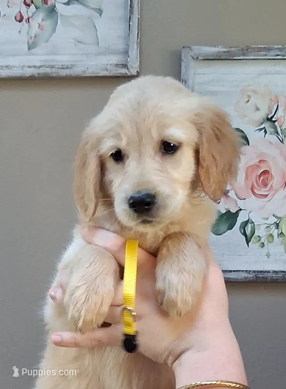 AKC Yellow Girl – Golden Retriever puppy for sale in Klamath Falls, OR